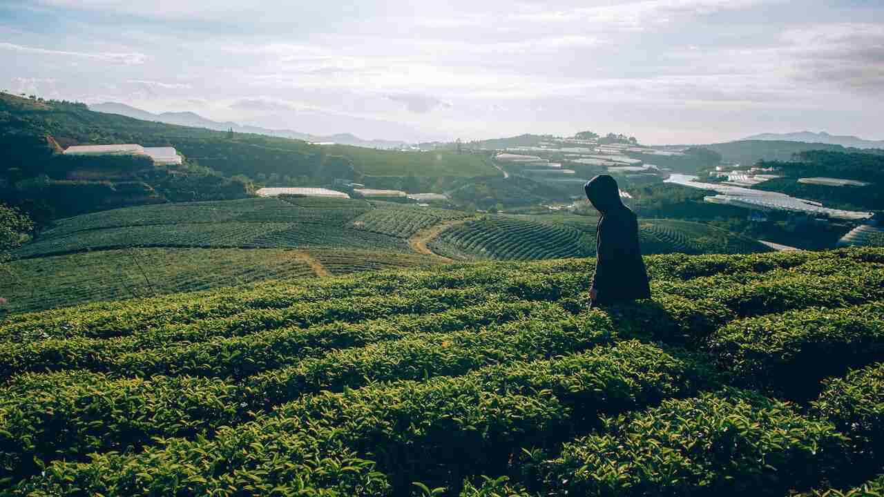 Tea cultivation in West Bengal