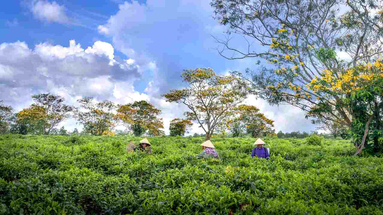 Favorable Geographical Environment For Tea Cultivation In West Bengal