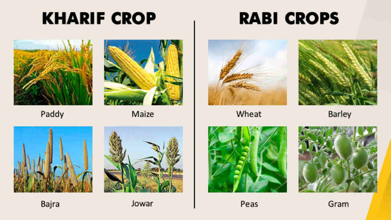 Difference Between Kharif Crops and Rabi Crops