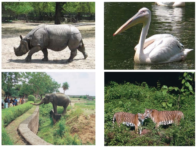 জীবজগৎ | The Living World The Living World
